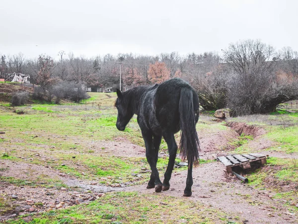 Caballo Negro Espalda Caminando Por Campo Invierno Día Lluvioso —  Fotos de Stock