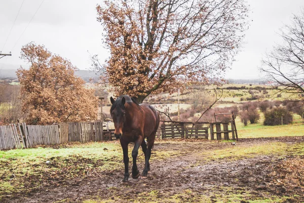 冬の雨の日に野生の茶色の馬が畑の真ん中にいて — ストック写真