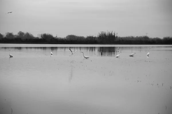 Bel Oiseau Blanc Dans Lac — Photo