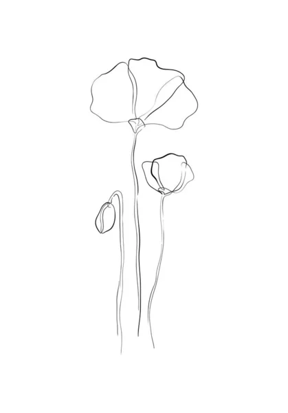 Vektorillustration Einer Schönen Botanischen Blume — Stockfoto