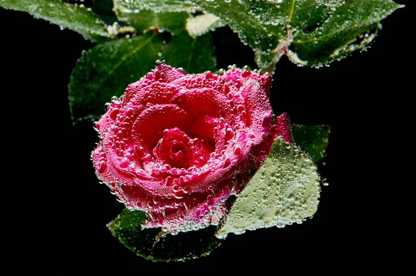 Czerwona Róża Zanurzona Wodzie — Zdjęcie stockowe