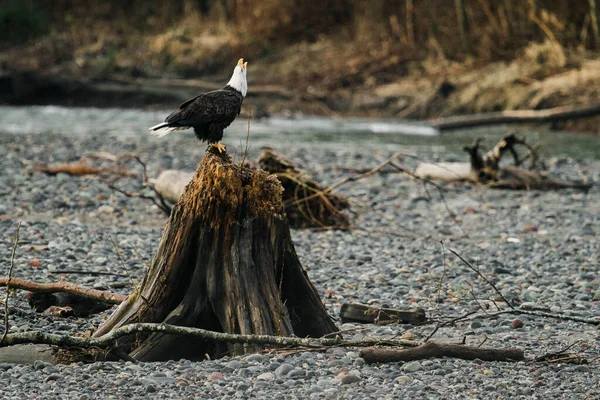 一只成年秃鹰栖息在树桩上鸣叫的侧影 — 图库照片