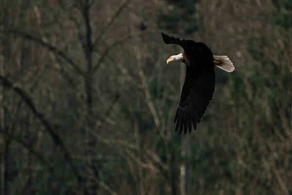 Sidovy Över Skallig Örn Som Flyger Genom Tät Skog — Stockfoto