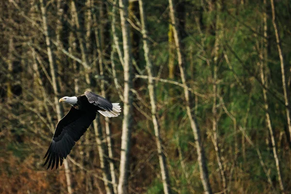 View from below of a bald eagle flying through a forest