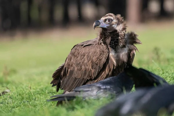 Perched Black Vulture Aegypius Monachus — Stock Photo, Image