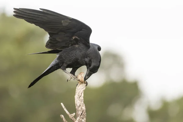 Corbeau Perché Oiseau Noir Corvus Corax — Photo