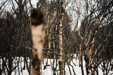 Yapraksız huş ağaçlarının ince gövdeleri bulutlu kış gününde karla kaplı ormanda büyüyor.