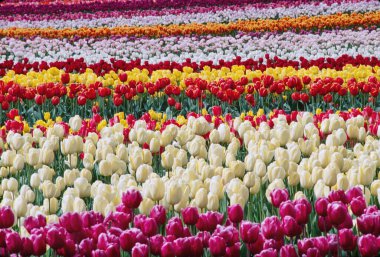 Lale sıraları (Tulipa sp.) Washington 'daki Skagit Vadisi' nde baharda varyeteler var. Gün ortasında çekilmiş bir fotoğraf..