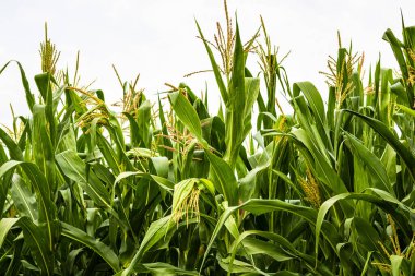 Yeşil mısır tarlasında büyüyen güneş ışığı, tarımda yetişen yeşil mısırın ayrıntıları.