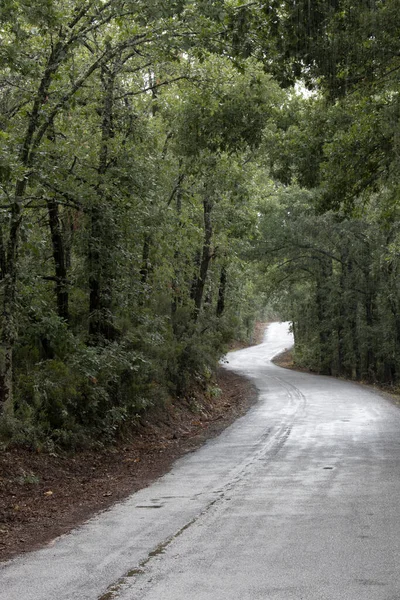 Hochgebirgsstraße Durch Den Wald — Stockfoto