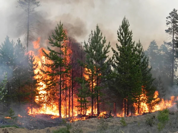 Waldbrand Feuer Und Rauch Wald Waldbrände — Stockfoto