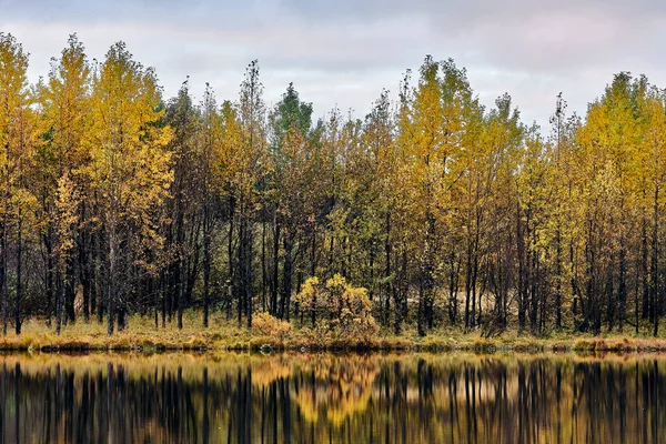 Осенние Деревья Желтыми Листьями Растут Берегу Спокойного Озера Против Серого — стоковое фото