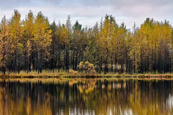 Деревья Жёлтыми Листьями Растут Лесу Берегу Спокойного Озера Против Пасмурного — стоковое фото