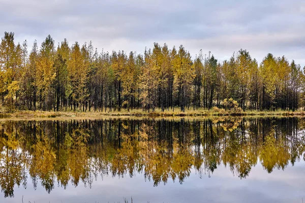Arbres Automne Luxuriants Poussant Dans Les Bois Sur Côte Lac — Photo