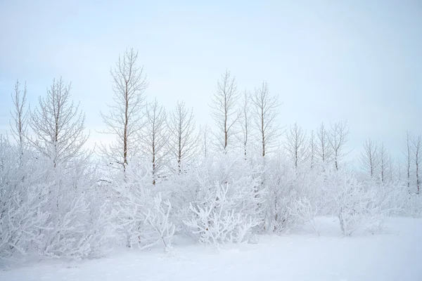 Δέντρα Και Θάμνοι Χωρίς Φύλλα Καλυμμένοι Χιόνι Και Τοποθετημένοι Κατά — Φωτογραφία Αρχείου