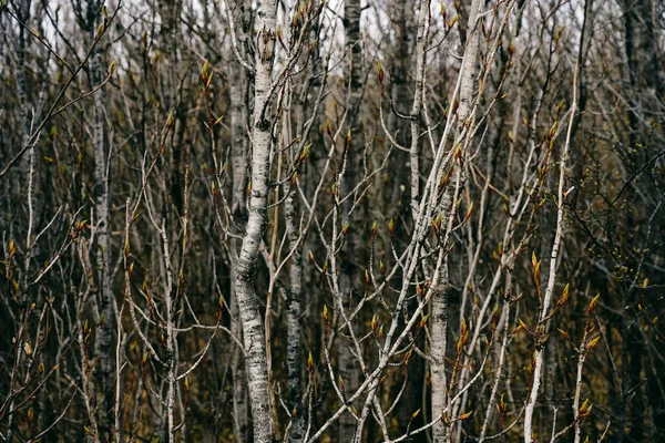 Taze Tomurcukları Olan Ince Ağaçlar Gri Bir Günde Ormanın Derinliklerinde — Stok fotoğraf