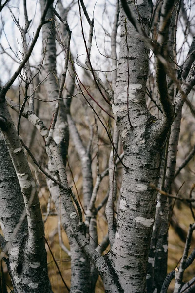 Fák Lombtalan Ágakkal Szürke Törzsekkel Őszi Erdőkben Nőnek Borús Napokon — Stock Fotó