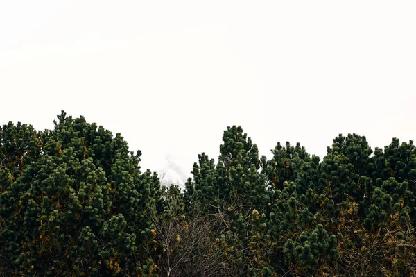 多雪的山谷中生长着茂密的冷杉 上面是雾蒙蒙的天空 风景如画 — 图库照片