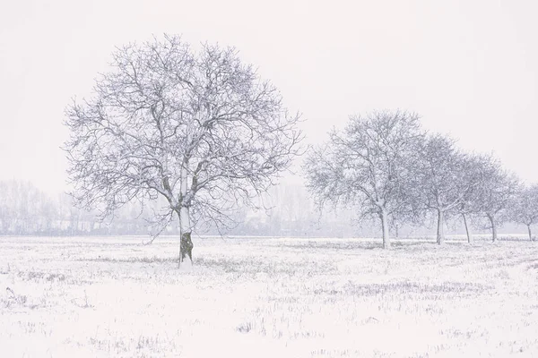 冬の日に凍る木 — ストック写真