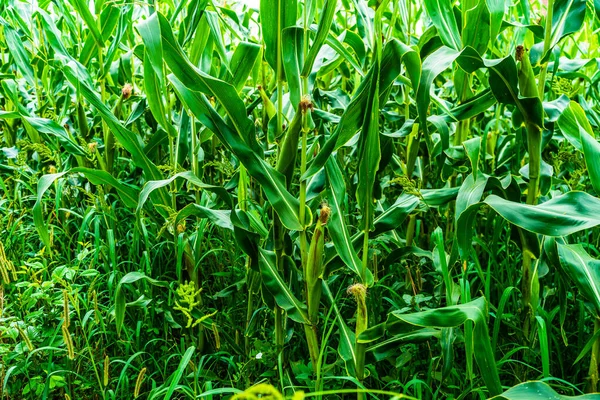 Solsken Över Ett Grönt Majsfält Som Växer Detalj Grön Majs — Stockfoto