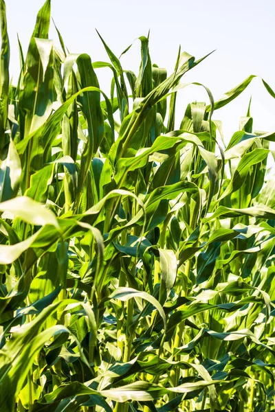 Solsken Över Ett Grönt Majsfält Som Växer Detalj Grön Majs — Stockfoto