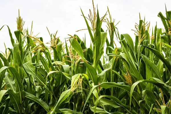 Napfény Zöld Kukoricaföldön Zöld Kukorica Részletei Mezőgazdasági Területen — Stock Fotó