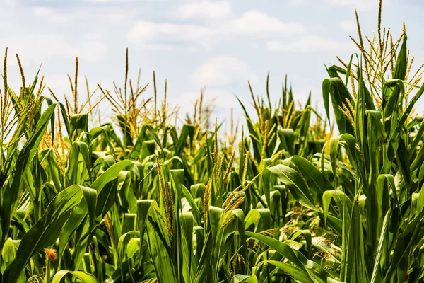 Sun Lights Green Corn Field Growing Detail Green Corn Agricultural — Stock Photo, Image