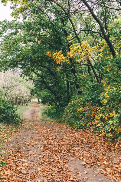 Percorso Forestale Autunnale Con Alberi Colorati Fogliame — Foto Stock