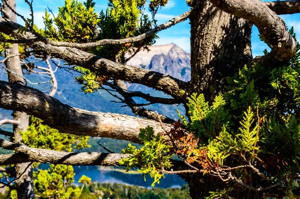 Jezero Bariloche Létě Března Sluníčko Voda Borovice — Stock fotografie