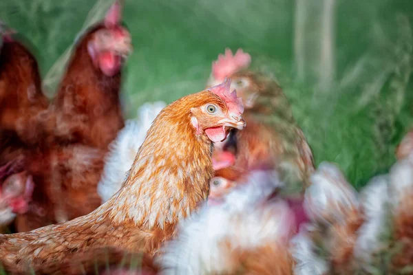 Szabadtartású Tyúkok Szabadban Esznek Friss Tojás Gyára — Stock Fotó