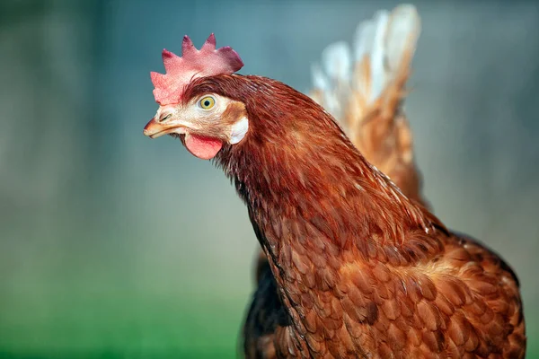 自由放养的母鸡在户外吃东西 新鲜鸡蛋工厂 — 图库照片