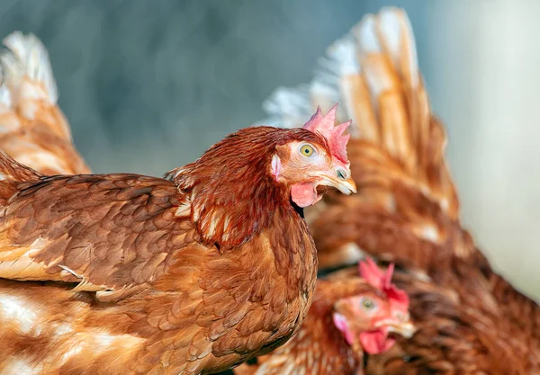 自由放养的母鸡在户外吃东西 新鲜鸡蛋工厂 — 图库照片