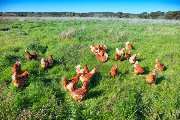 Курицы Открытом Воздухе Едят Фабрика Свежих Яиц — стоковое фото