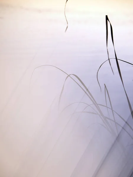 Junco Nas Margens Rio Tejo — Fotografia de Stock