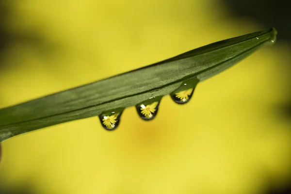 Algumas Gotas Água Com Flores Dentro — Fotografia de Stock