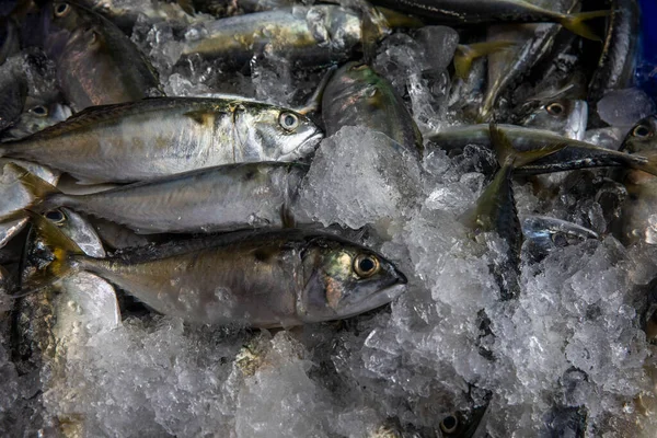 Pescado Hielo Espera Venta Tailandia Tren Market — Foto de Stock