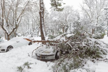 Guadalajara, İspanya, 9 Ocak 2021, bir arabanın üzerine düşen kar dalları büyük fırtınanın ardından maddi hasara yol açtı.