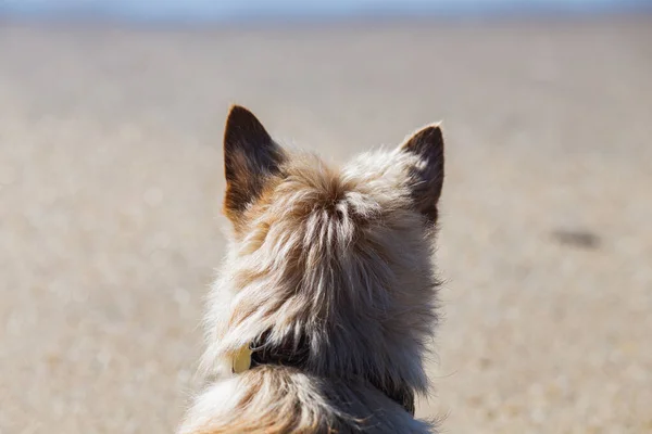 Scotch Terriër Hond Zit Met Zijn Rug Naar Camera Oceaan — Stockfoto