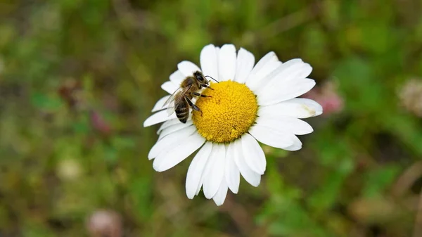 Pszczoła Miodna Rumianku Kwiat Zielonym Bokeh Tle — Zdjęcie stockowe