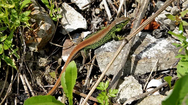 春季交配季节明亮的雄性敏捷蜥蜴 — 图库照片