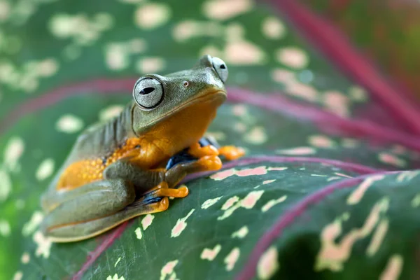 Une Grenouille Verte Sur Une Feuille — Photo