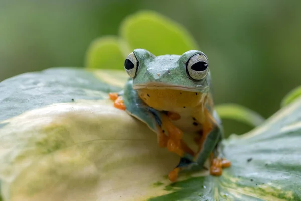 葉の上に緑のカエル — ストック写真