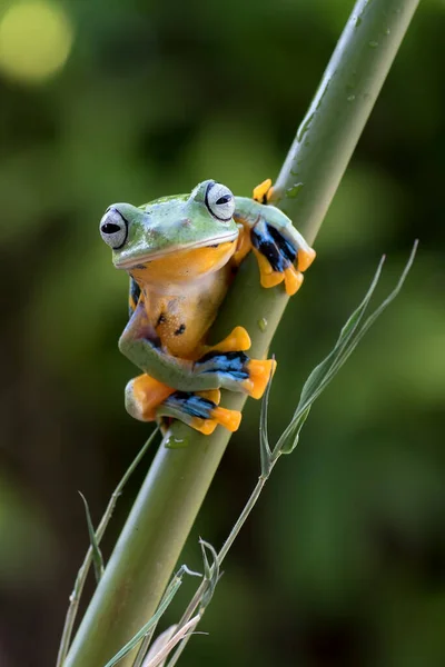 竹树上的绿树蛙 — 图库照片