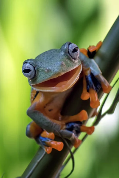 竹の木の上で笑うカエル — ストック写真