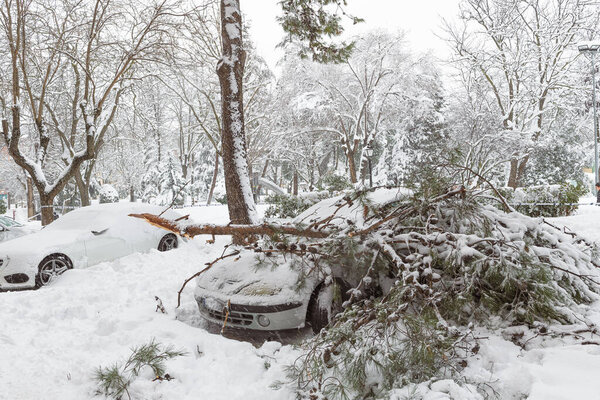 Guadalajara, Spain, 9st Jan, 2021, branches fallen by the weight of snow on a car causing material damage after the great storm "Filomena"