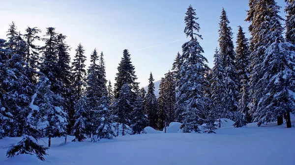Χιόνι Καλύπτονται Spruces Ένα Άγριο Ορεινό Δάσος Ήσυχο Παγωμένο Πρωινό — Φωτογραφία Αρχείου