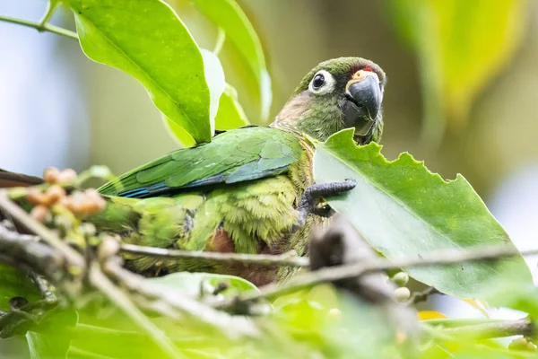 Detailní Záběr Papouška Zelenoprsého Sedícího Větvi Rozmazaným Pozadím — Stock fotografie