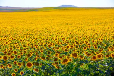 Wonderful view of sunflowers field by summertime