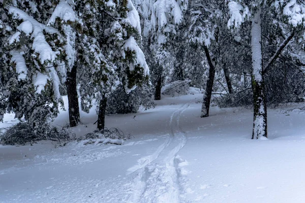 눈덮인 공원의 나무들 — 스톡 사진