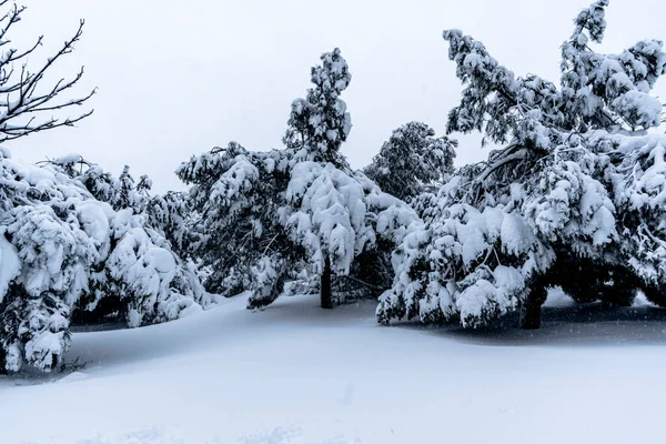 Árvores Parque Urbano Nevado — Fotografia de Stock